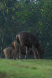 Sambar-Hirsche