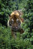 Tiger im Dschungel