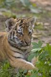Tigerbaby