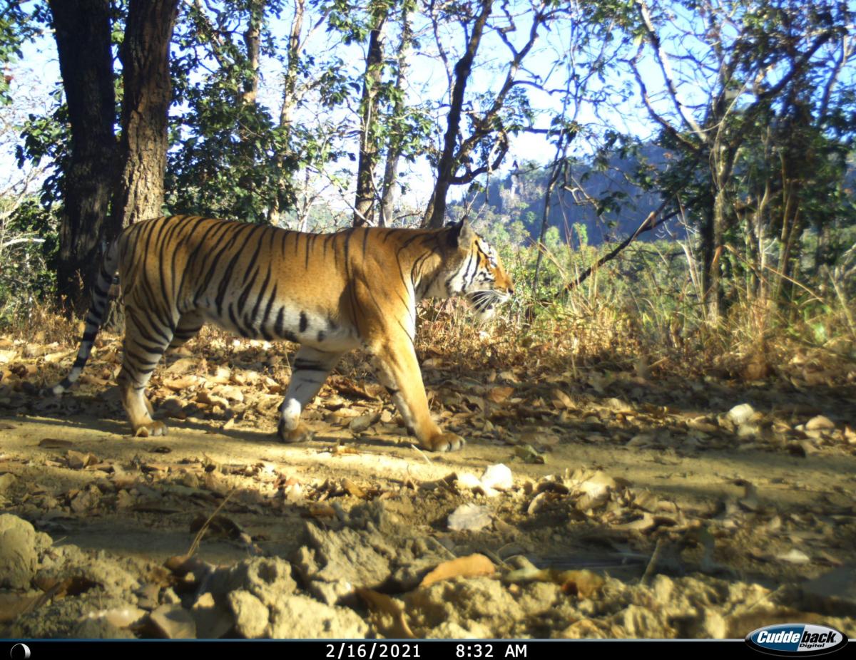 Kamerafallenbild Tiger