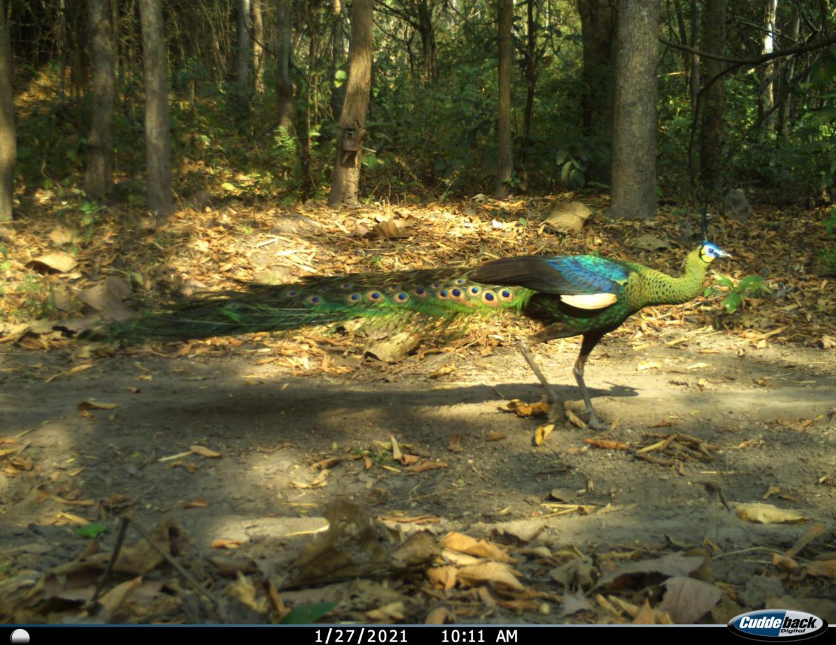 Kamerafallenbild Pfau