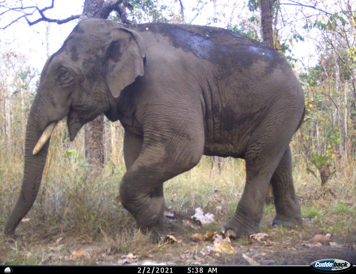 Kamerafallenbild Elefant