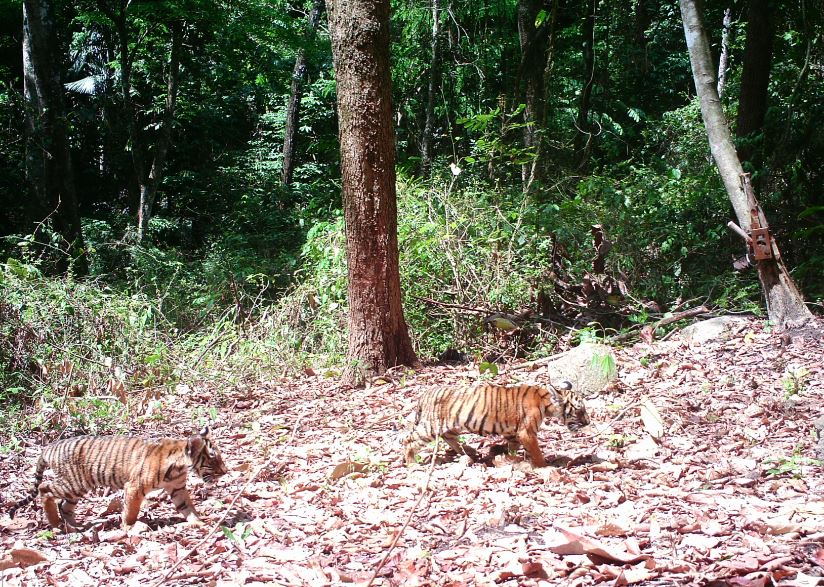 2 Tiger