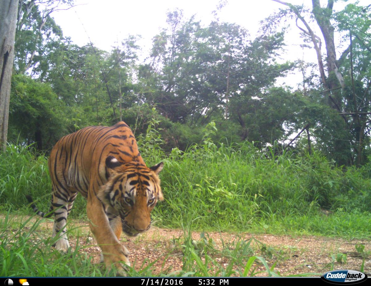 Tiger im Mae Wong Nationalpark