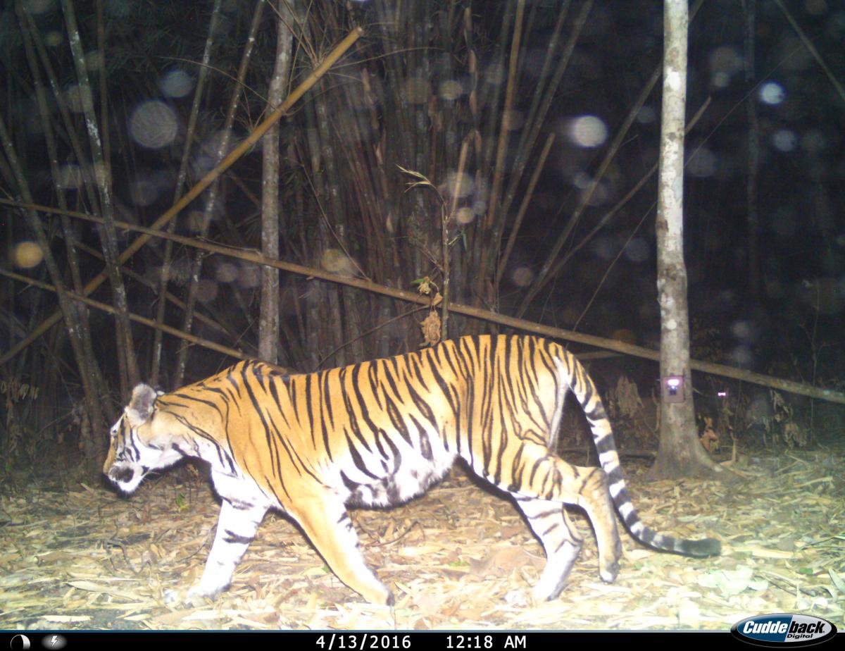 Tigers in the Mae Wong National Park