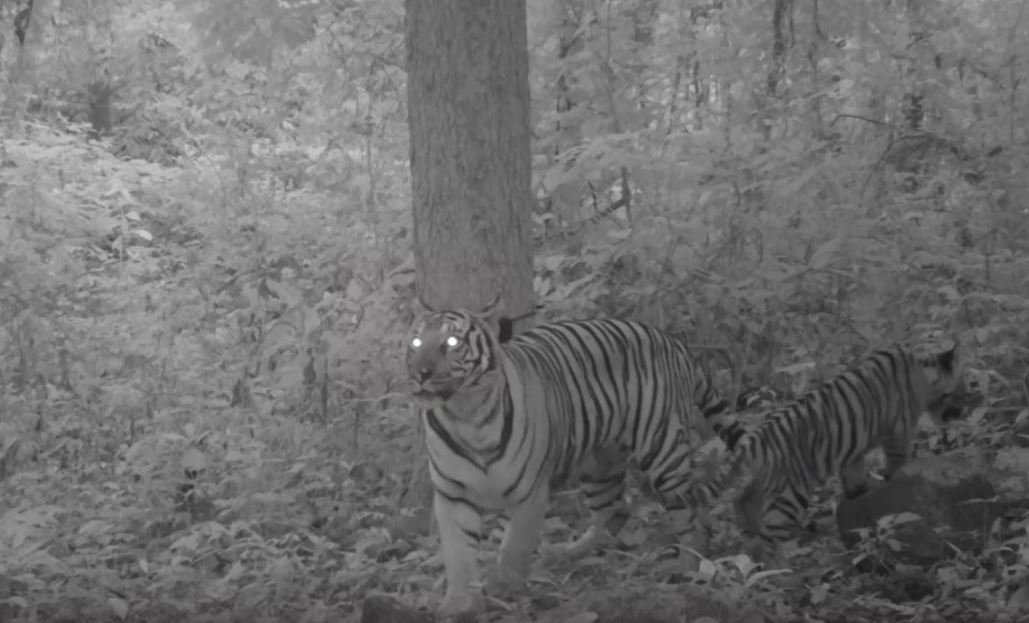 Tigress