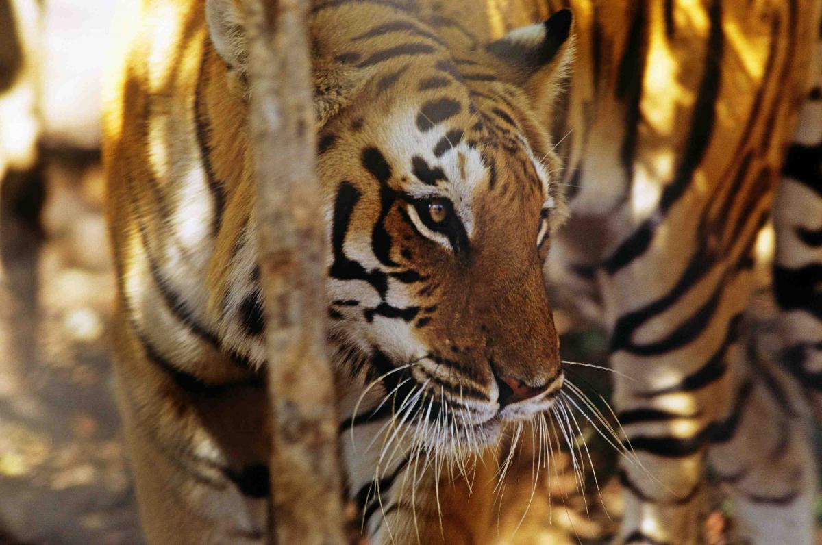 Tiger im Dschungel