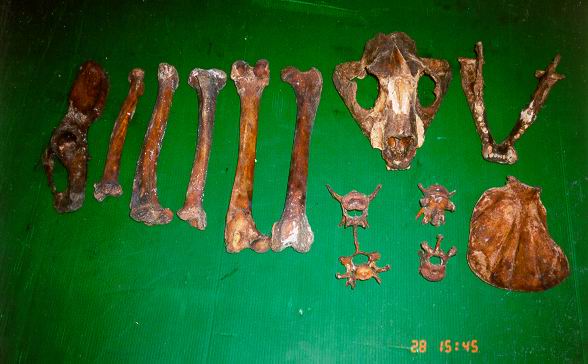 Seized smuggled goods: tiger skeleton