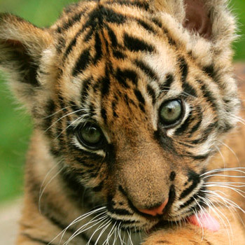 Tigerjunges