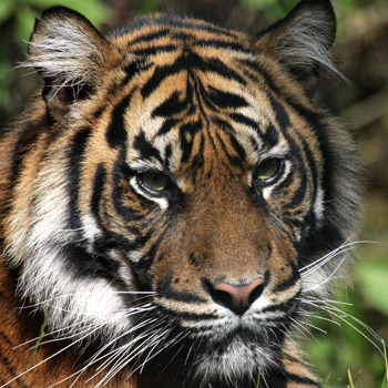 Tigerbild Spende